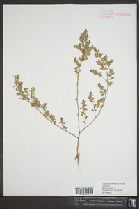 Lespedeza stipulacea image