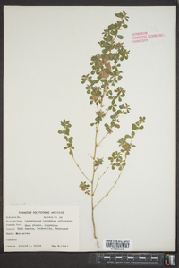 Lespedeza stipulacea image