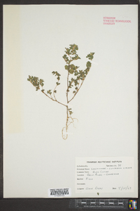 Kummerowia striata image