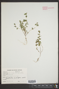 Kummerowia striata image