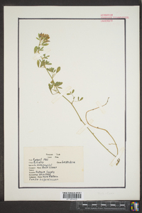 Lespedeza virginica image