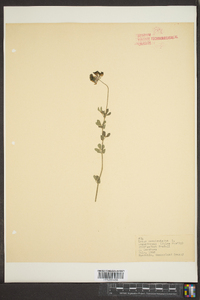 Lotus corniculatus image