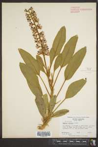 Lupinus villosus image