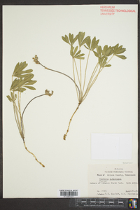 Psoralea subacaulis image