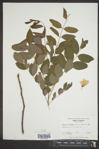 Robinia elliottii image