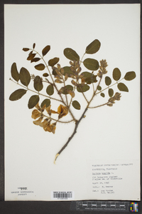 Robinia hispida image