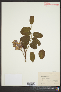 Robinia hispida image