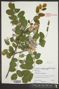 Robinia hispida image