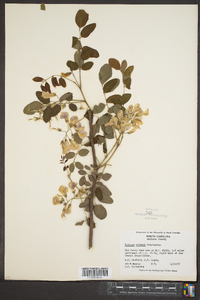 Robinia kelseyi image
