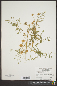 Mimosa microphylla image