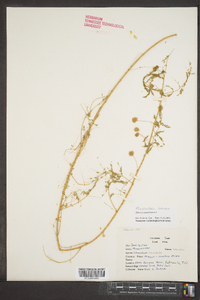 Mimosa microphylla image