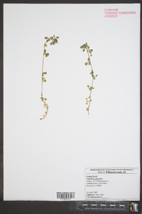 Trifolium aureum image