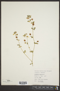 Trifolium aureum image