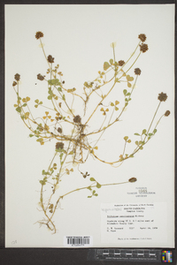 Trifolium carolinianum image