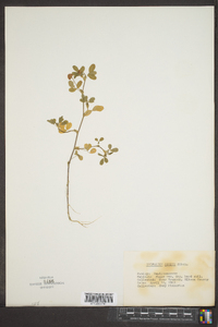 Trifolium dubium image