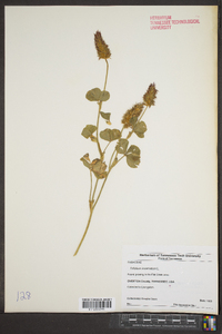 Trifolium incarnatum image