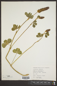 Trifolium incarnatum image