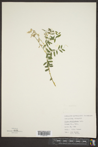 Vicia caroliniana image