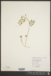 Vicia caroliniana image