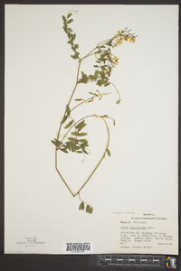 Vicia caroliniana image