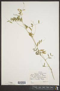 Vicia caroliniana image