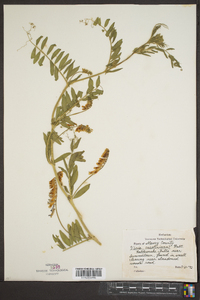 Vicia caroliniana image