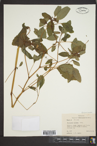 Impatiens biflora image