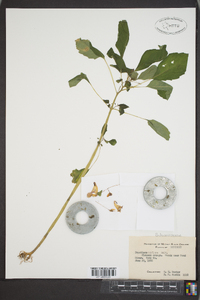 Impatiens biflora image