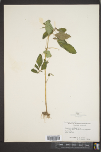 Impatiens biflora image