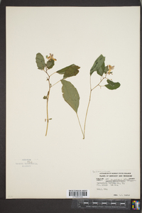 Impatiens biflora image