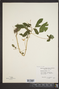 Impatiens biflora image