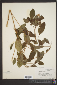 Impatiens biflora image