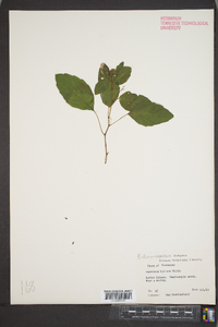 Impatiens biflora image