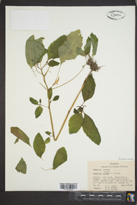 Impatiens pallida image