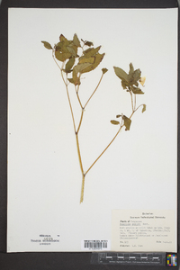 Impatiens pallida image