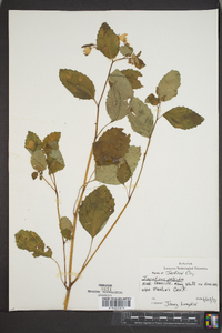 Impatiens pallida image