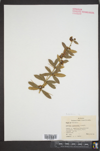 Berberis gagnepainii image