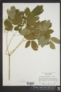 Caulophyllum thalictroides image