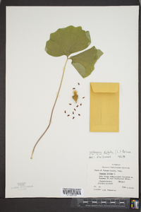 Jeffersonia diphylla image