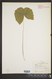 Jeffersonia diphylla image