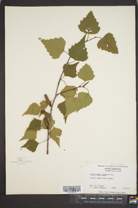 Betula populifolia image