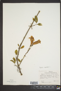 Bignonia capreolata image