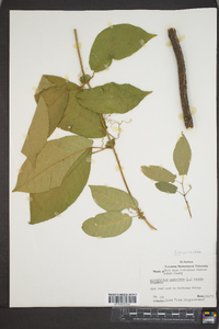 Bignonia capreolata image