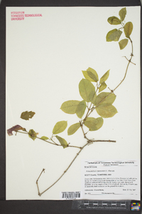 Bignonia capreolata image
