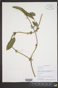 Bignonia capreolata image