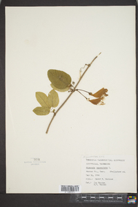 Bignonia capreolata image