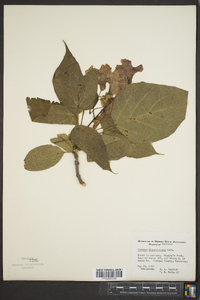 Catalpa bignonioides image