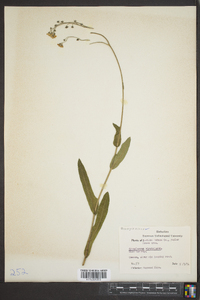 Cynoglossum virginianum image