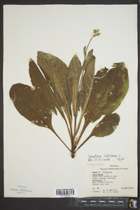 Cynoglossum virginianum image