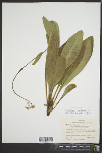 Cynoglossum virginianum image